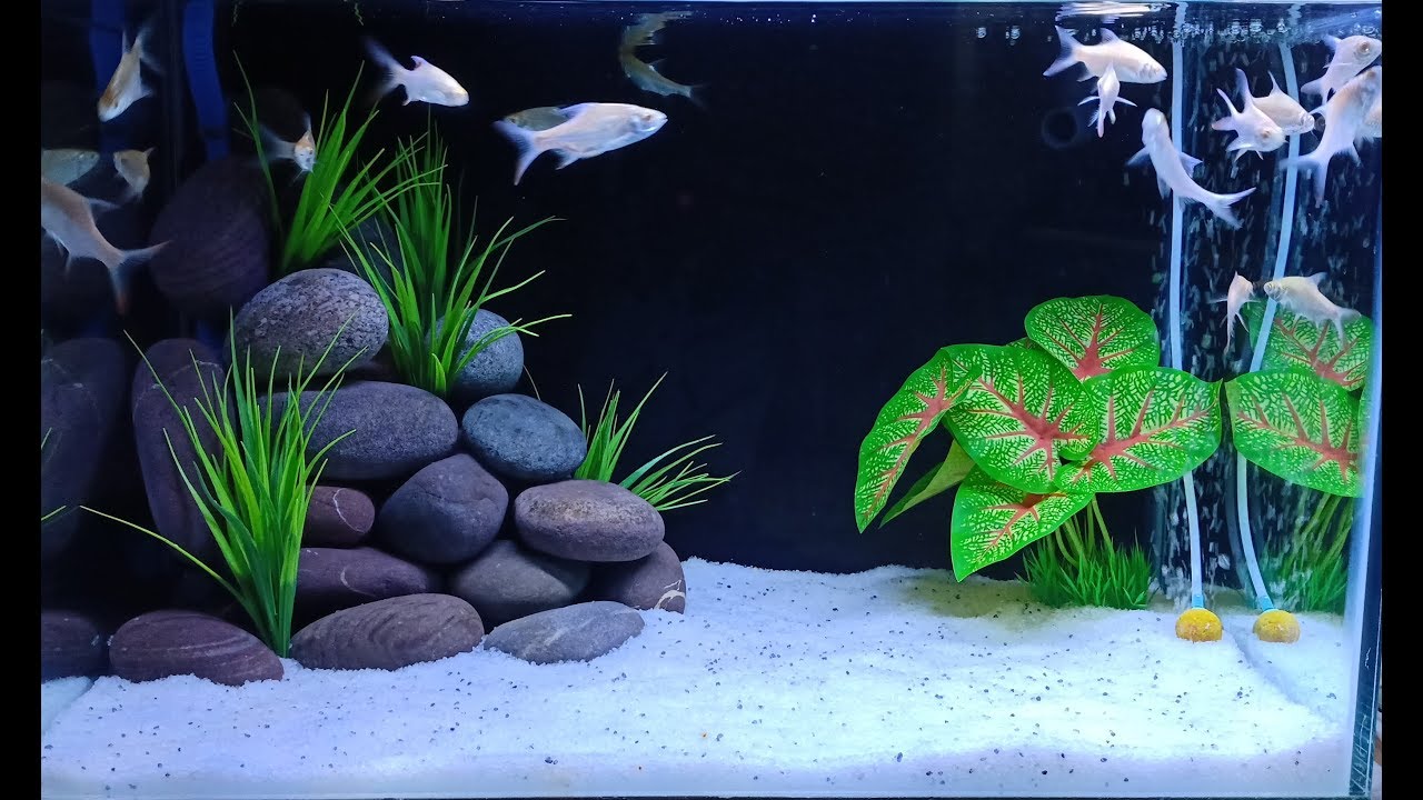 What Planted Aquarium Substrate Does To Fish