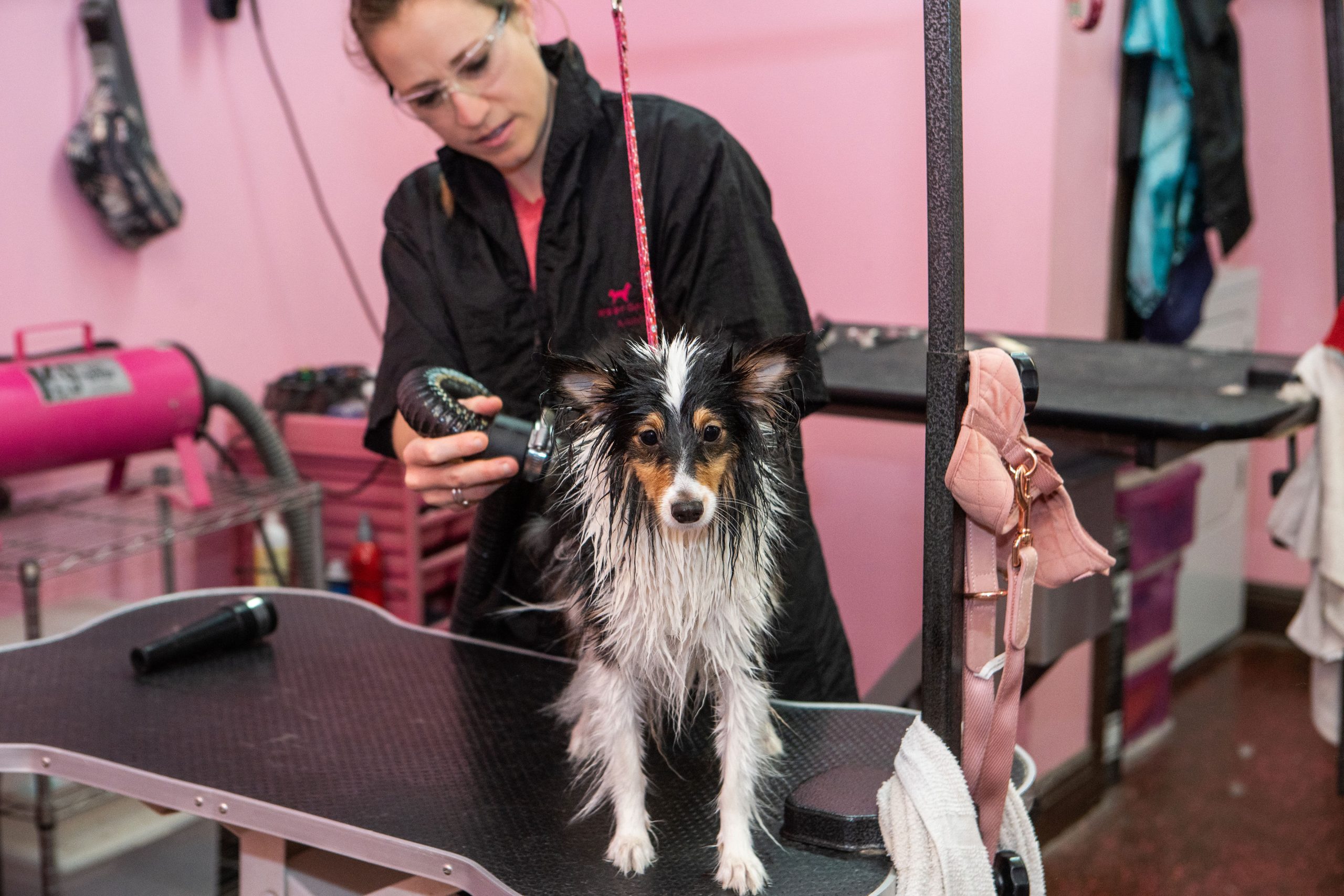 Significance of Pet Grooming – Need to Find out More